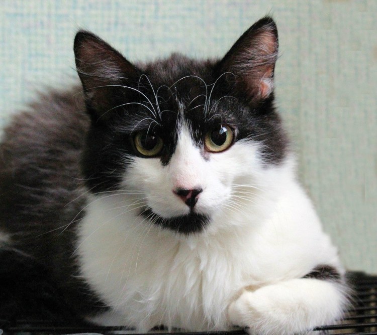 Кошка маркиза