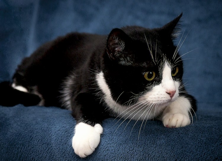 Кот Мейн кун черно белый