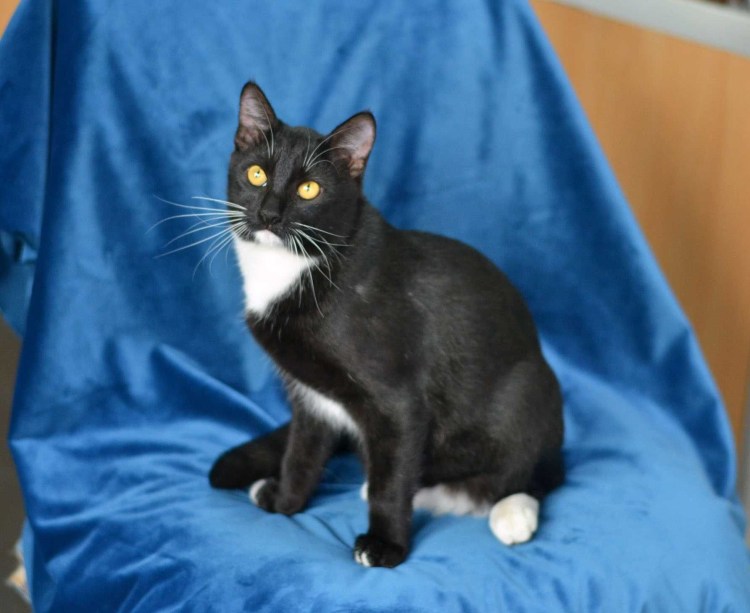 Сибирский кот окрасы