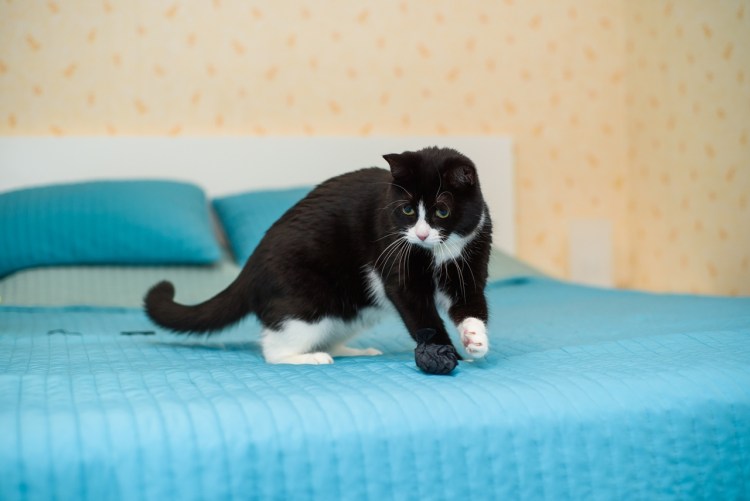 Норвежский Лесной кот белый