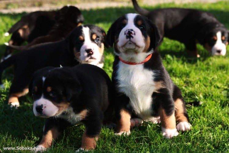 Швейцарские зинерхун Грос