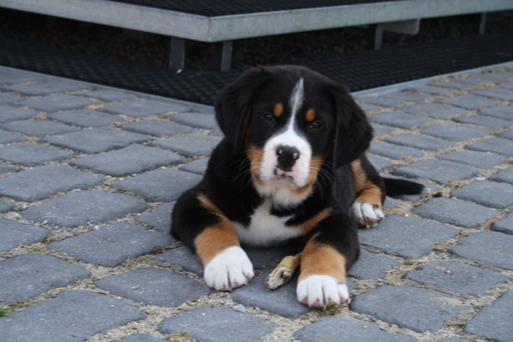 Бернский зенненхунд короткошерстный