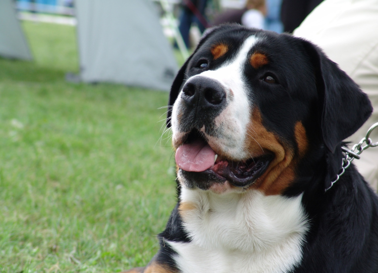 Швейцарский Бернский зенненхунд