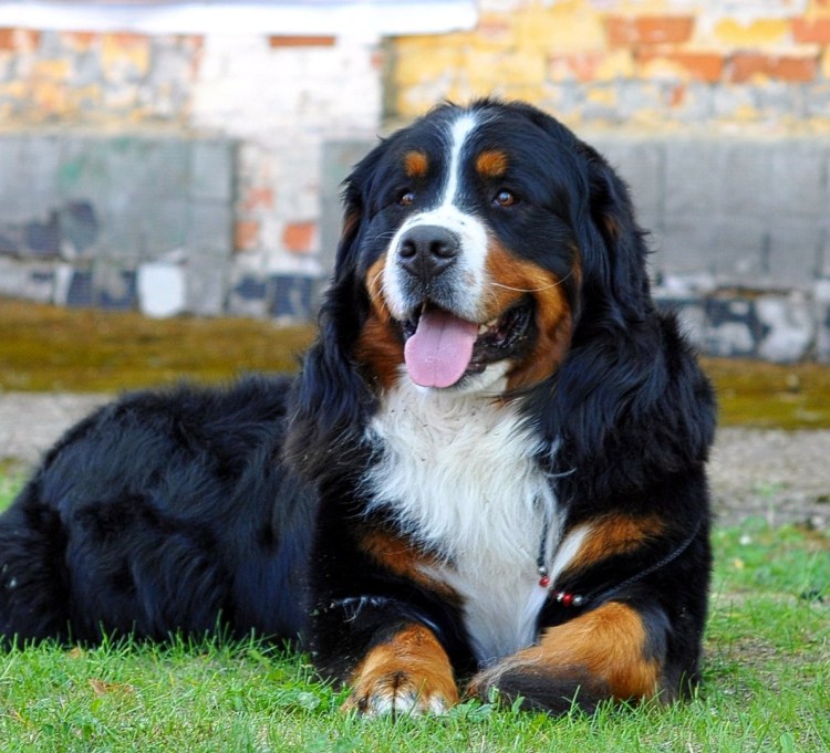 Зенненхунд швейцарский гладкошерстный