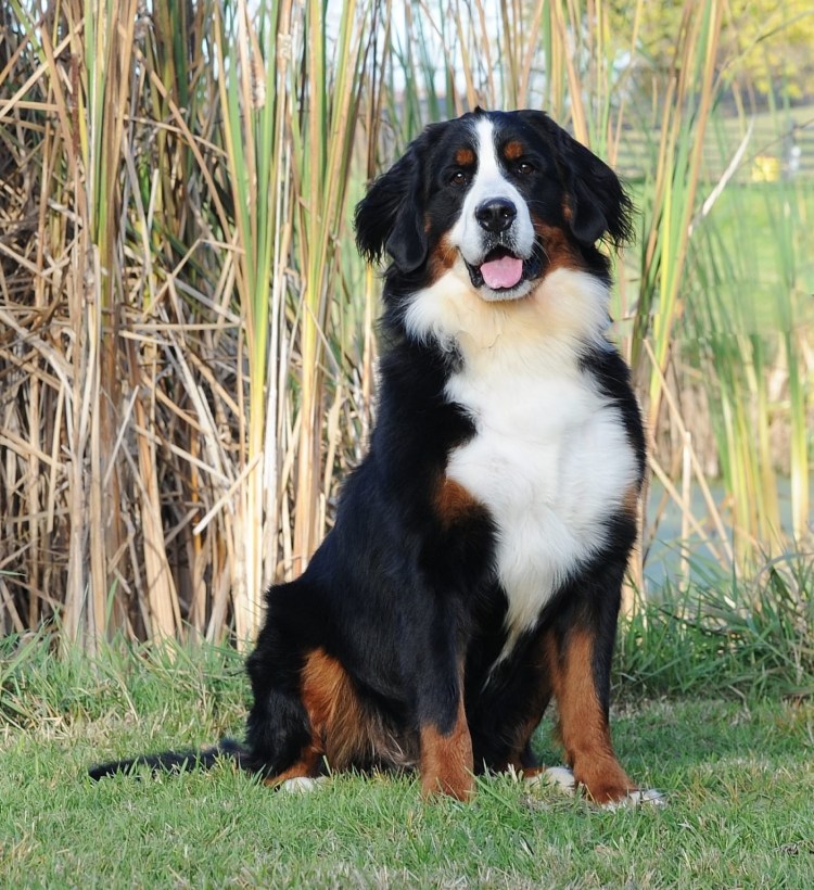 Энтлебухер зенненхунд стандарт породы