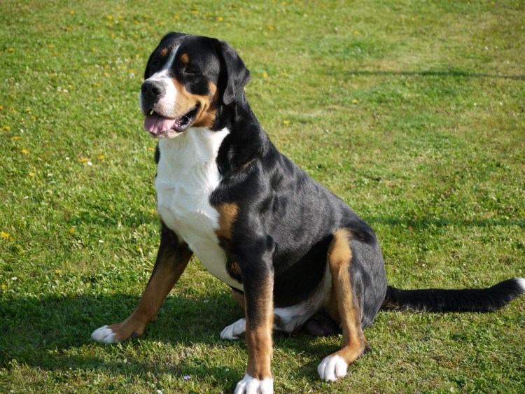 Зенненхунд швейцарский гладкошерстный