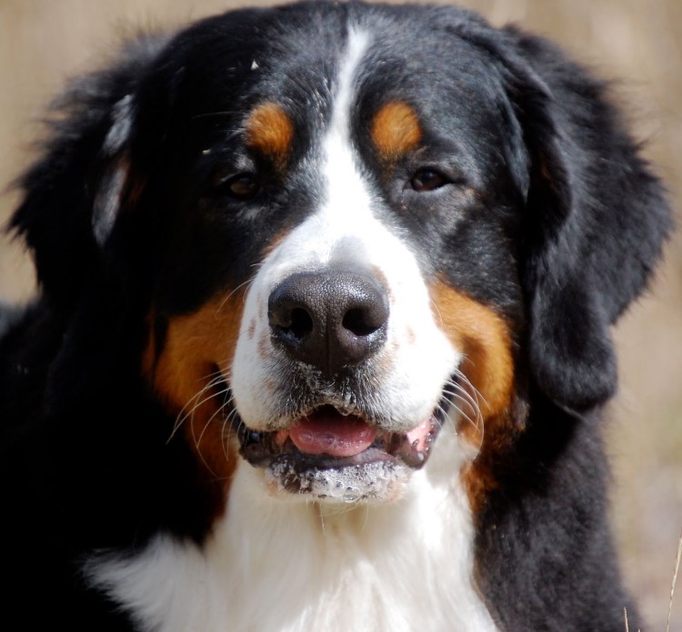 Швейцарский Гросс зенненхунд