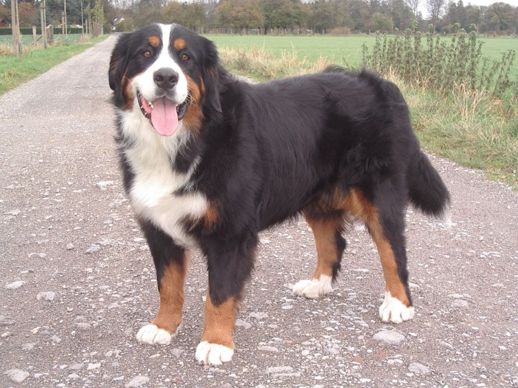 Большой швейцарский зенненхунд Гросс