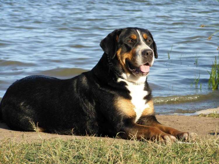 Порода собак швейцарский зенненхунд