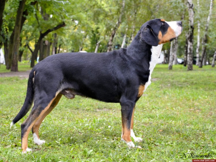 Аппенцеллер зенненхунд