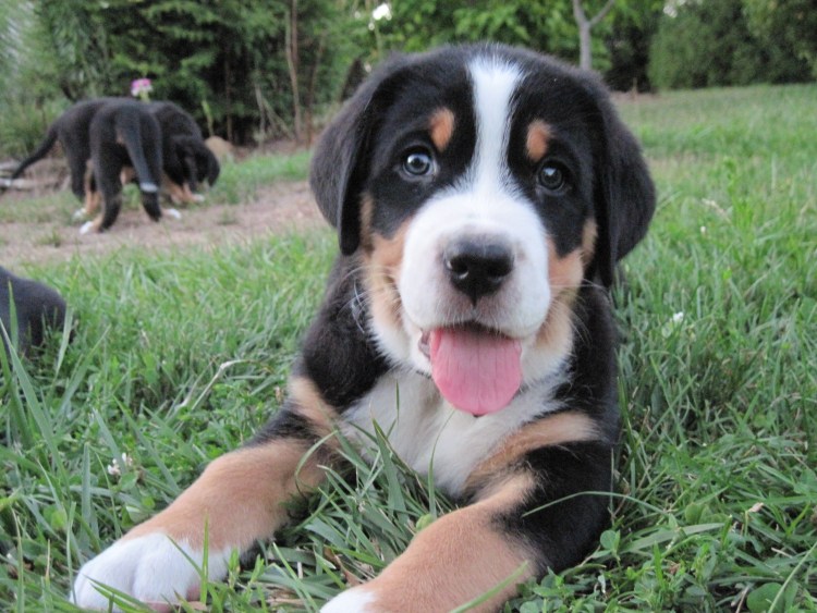 Зенненхунд Гросс Энтлебухер