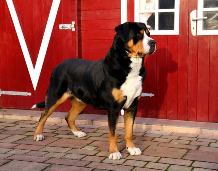 Шведский зенненхунд