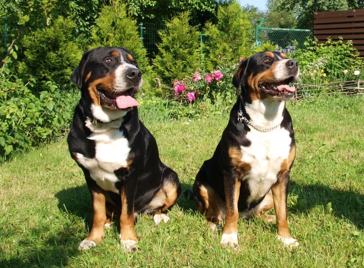 Шотландский зенненхунд