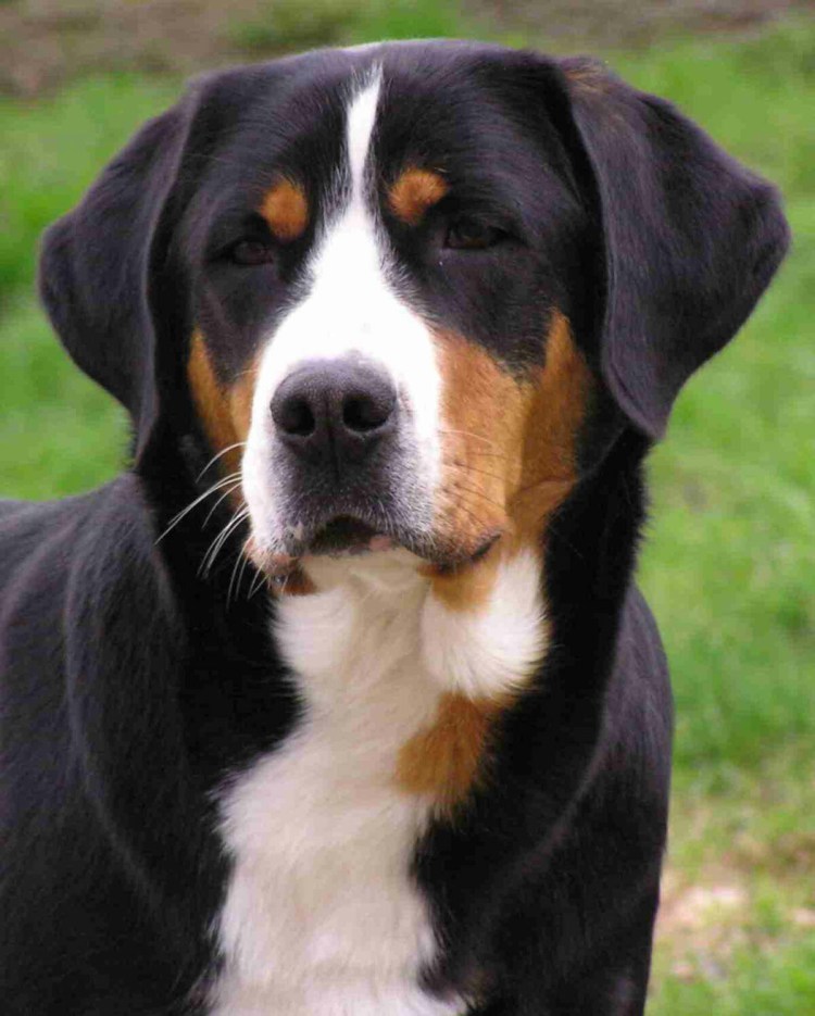 Швейцарский Бернский зенненхунд