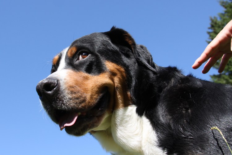 Зенненхунд швейцарский Эбберон