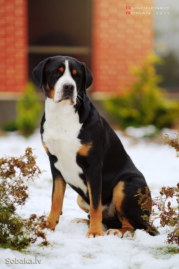 Швейцарский зенненхунд