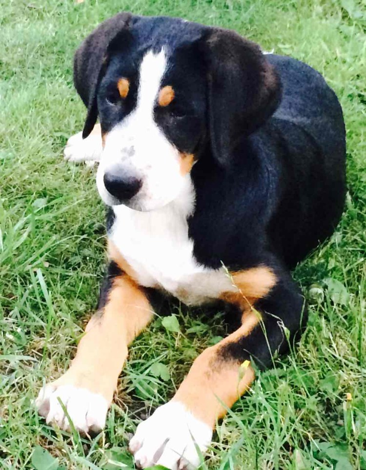 Овчарка Бернский зенненхунд гладкошерстный