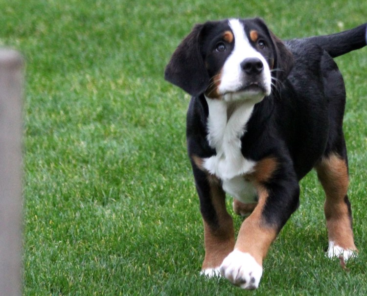 Зенненхунд короткошерстный