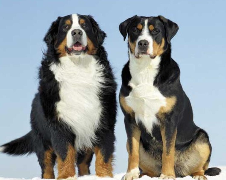 Ирландский зенненхунд