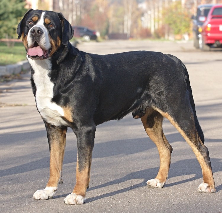 Зенненхунд швейцарский гладкошерстный