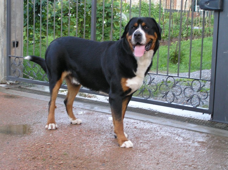 Бернский зенненхунд альбинос