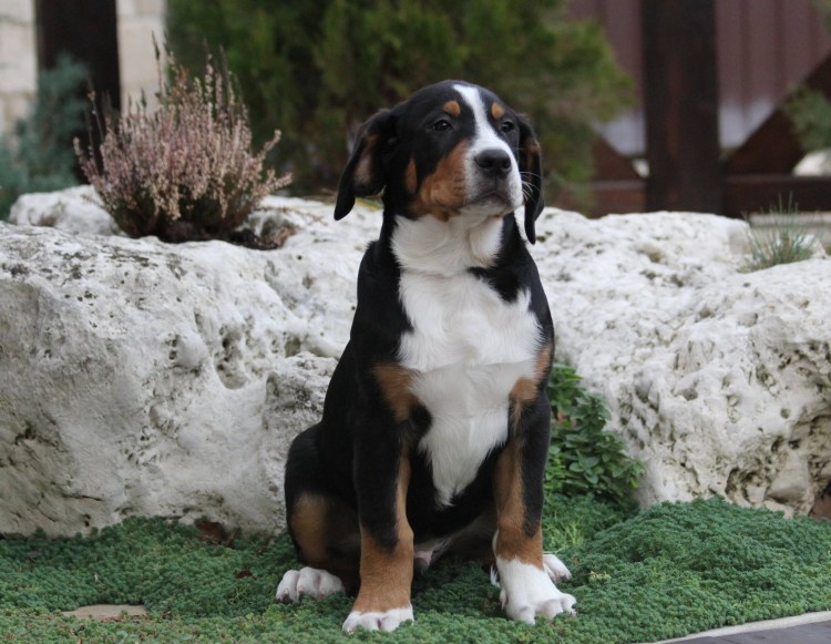 Зенненхунд Бернский гладкошерстный