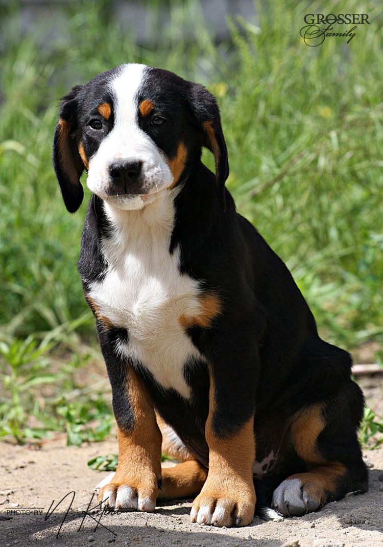 Зенненхунд Бернский гладкошерстный