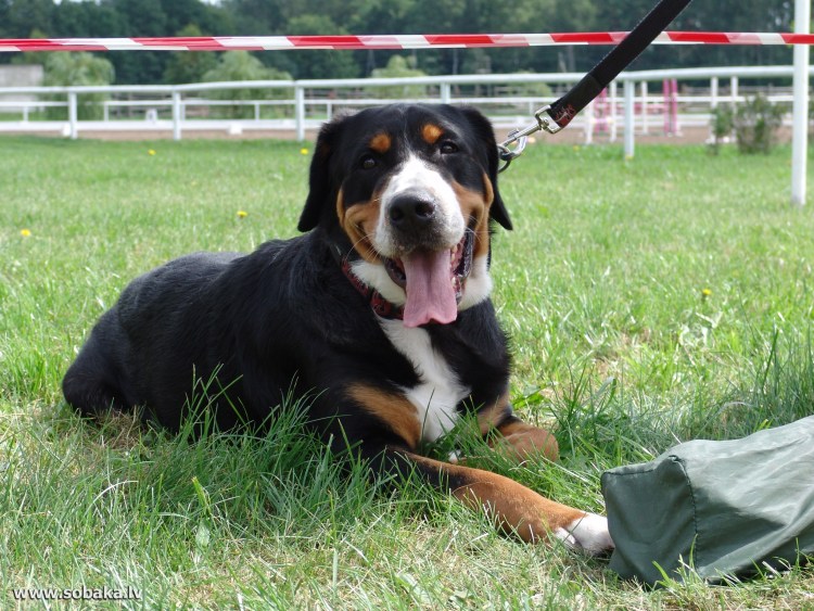 Порода Гросс зенненхунд