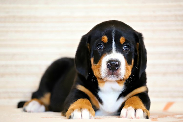 Швейцарский Энтлебухер зенненхунд