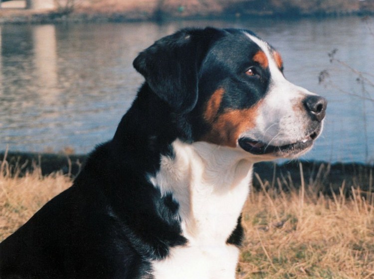 Швейцарские зинерхун Грос