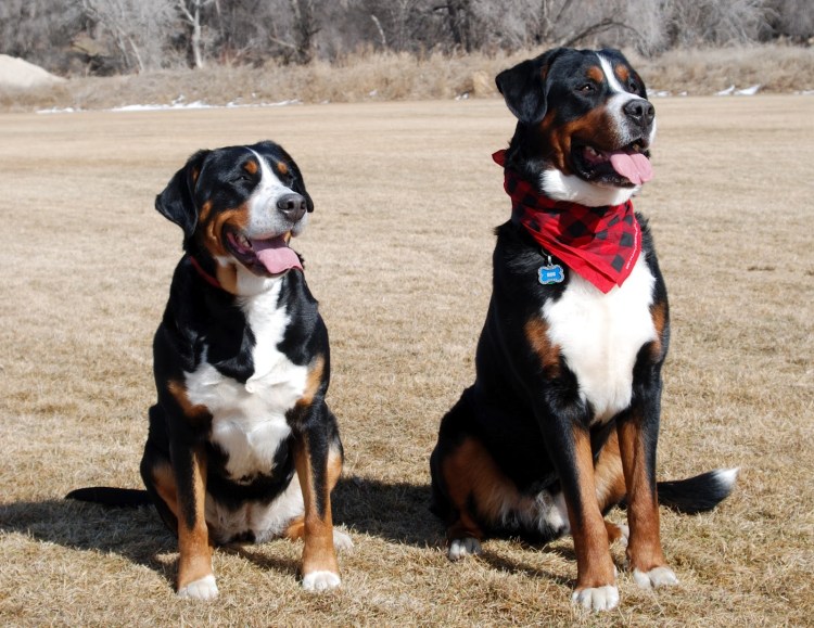 Большой швейцарский зенненхунд Гросс