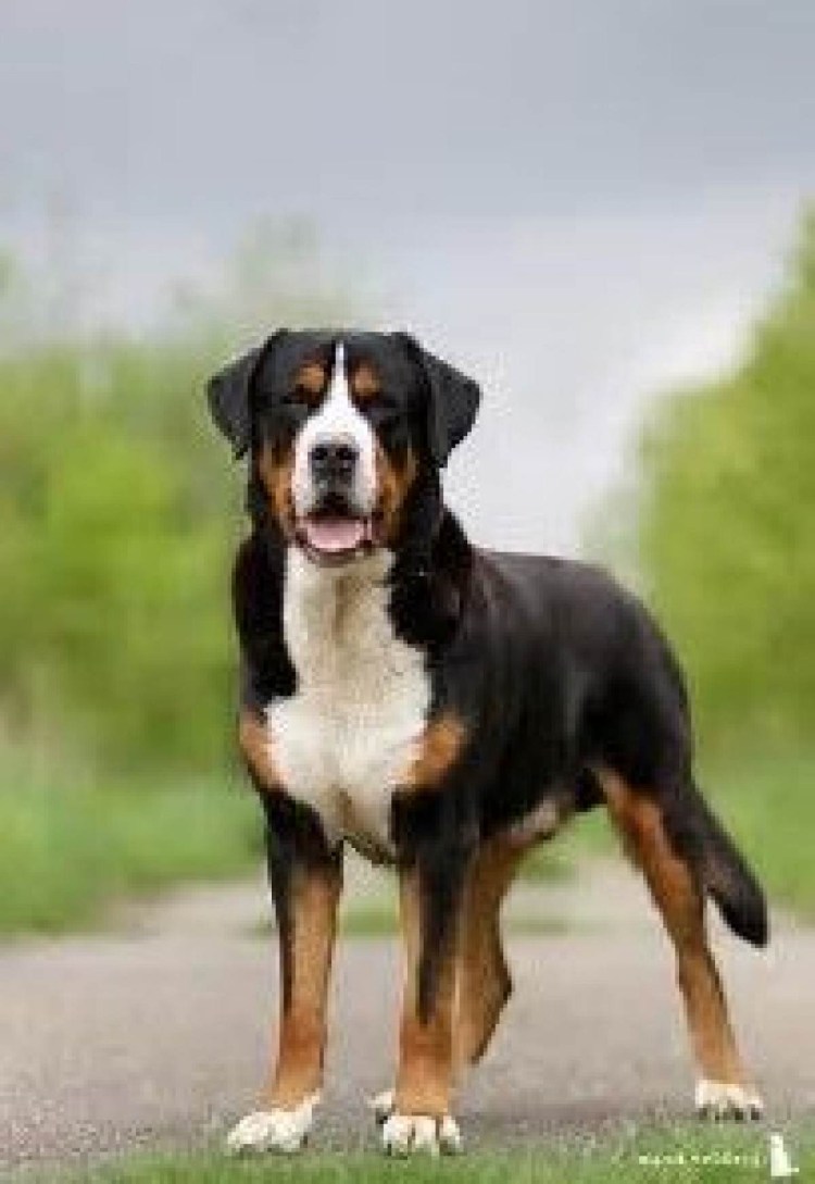 Швейцарский зенненхунд