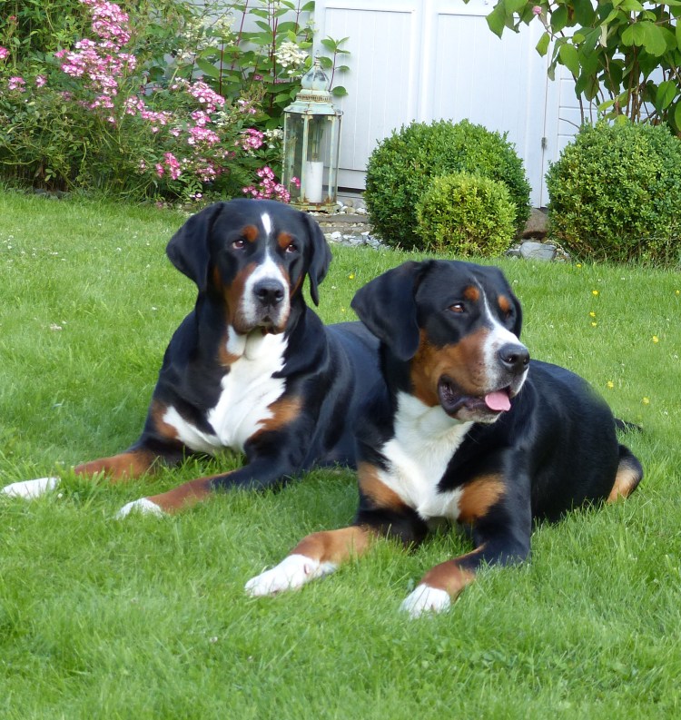 Швейцарский Гросс зенненхунд