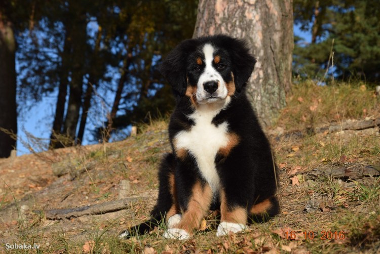 Большой швейцарский зенненхунд в прыжке