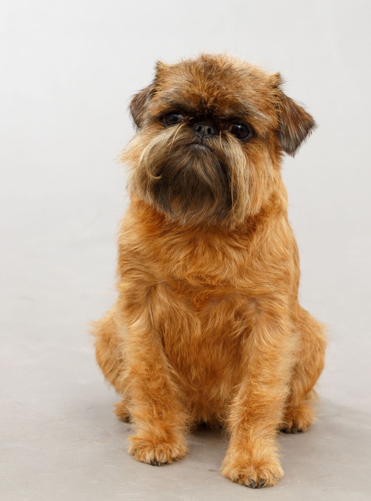 Брюссельский гриффон