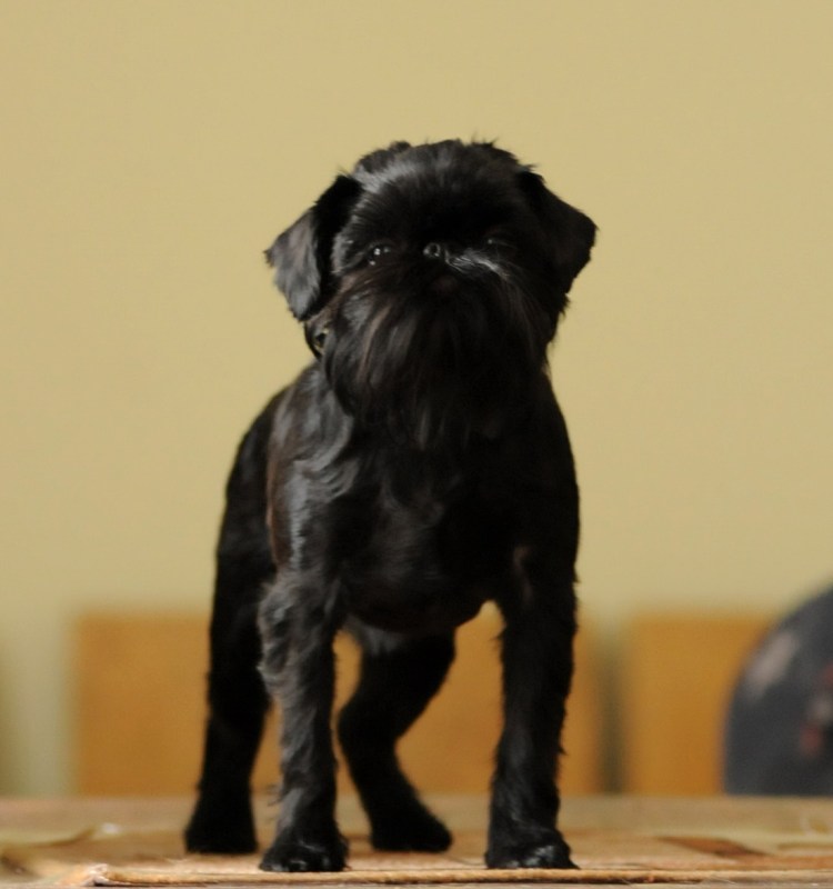 Брюссельский гриффон собака