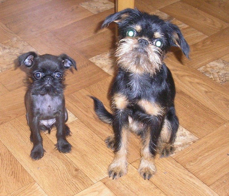 Оберштурмбантерьер порода