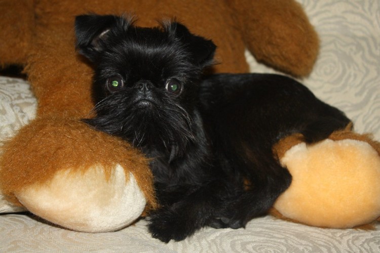 Оберштурмбантерьер цена фото