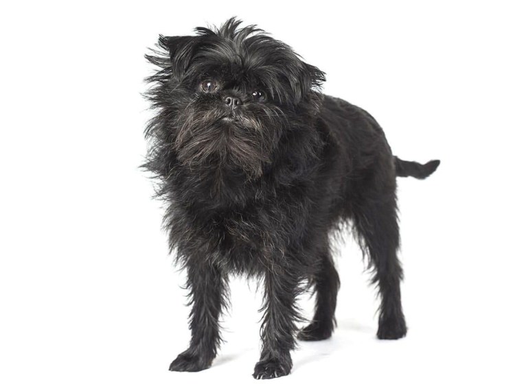 Норвич терьер