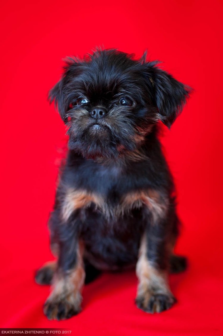 Доберман терьер