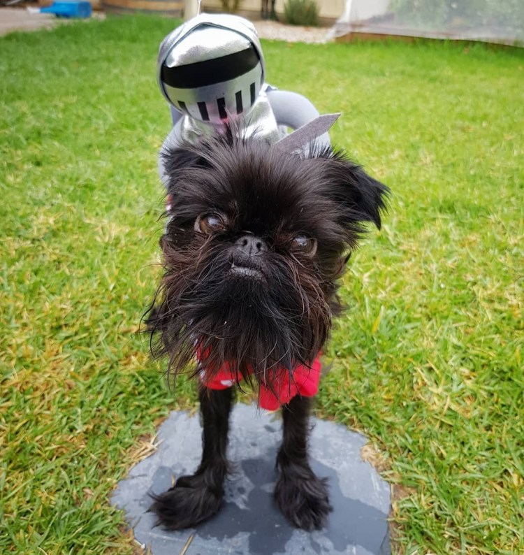 Порода бельгийский гриффон