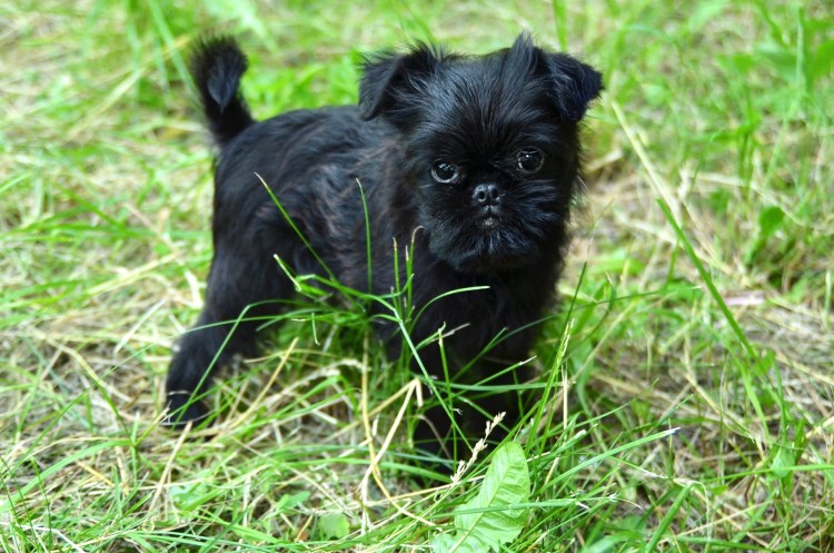 Малый бельгийский гриффон