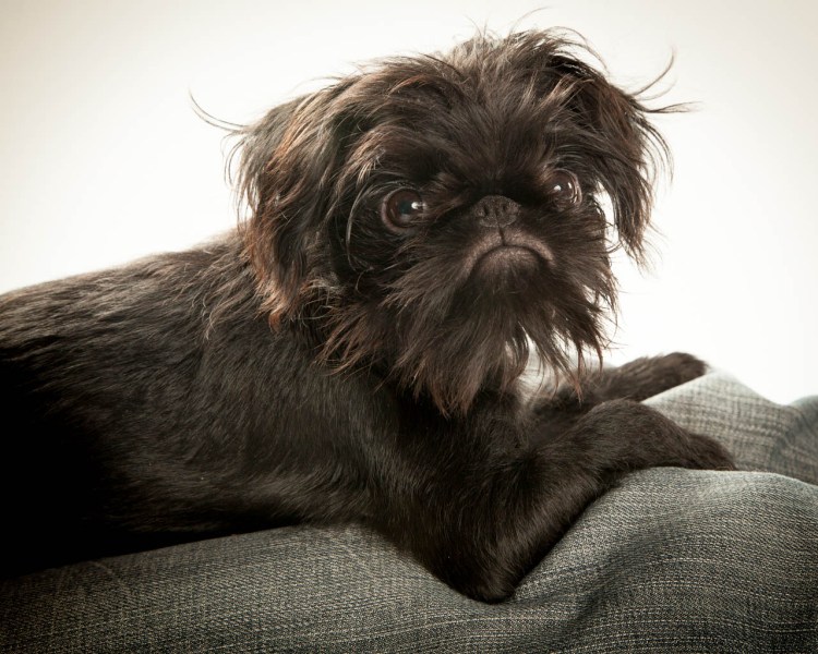 Яшка скотчтерьер