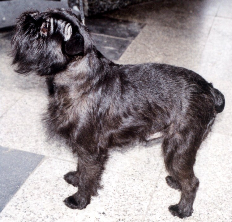 Брюссельский гриффон