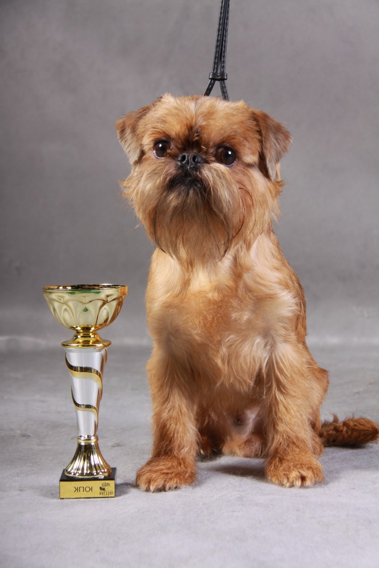 Шотландский терьер скотч-терьер