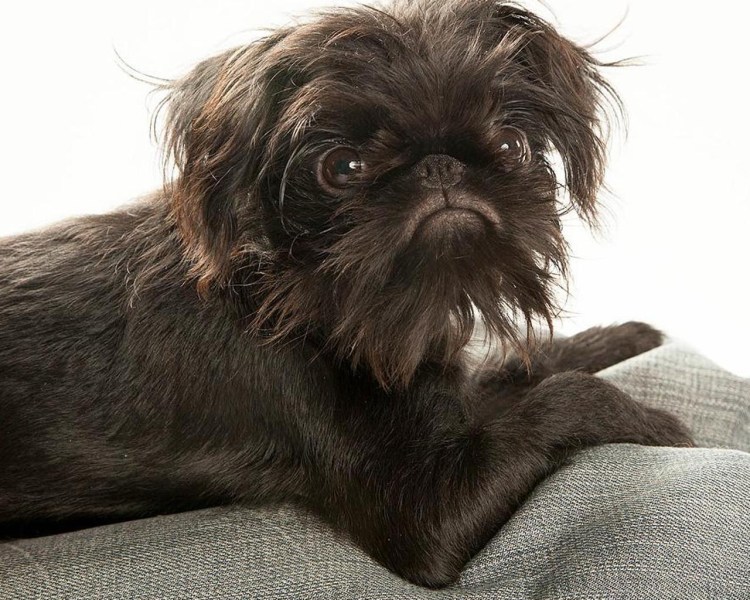 Аффенпинчер - стандарт?