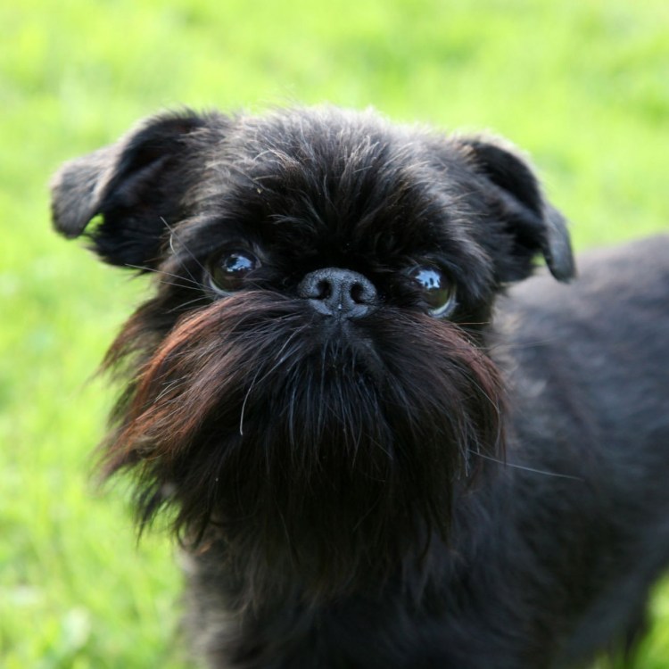 Породистый пес потеряшка