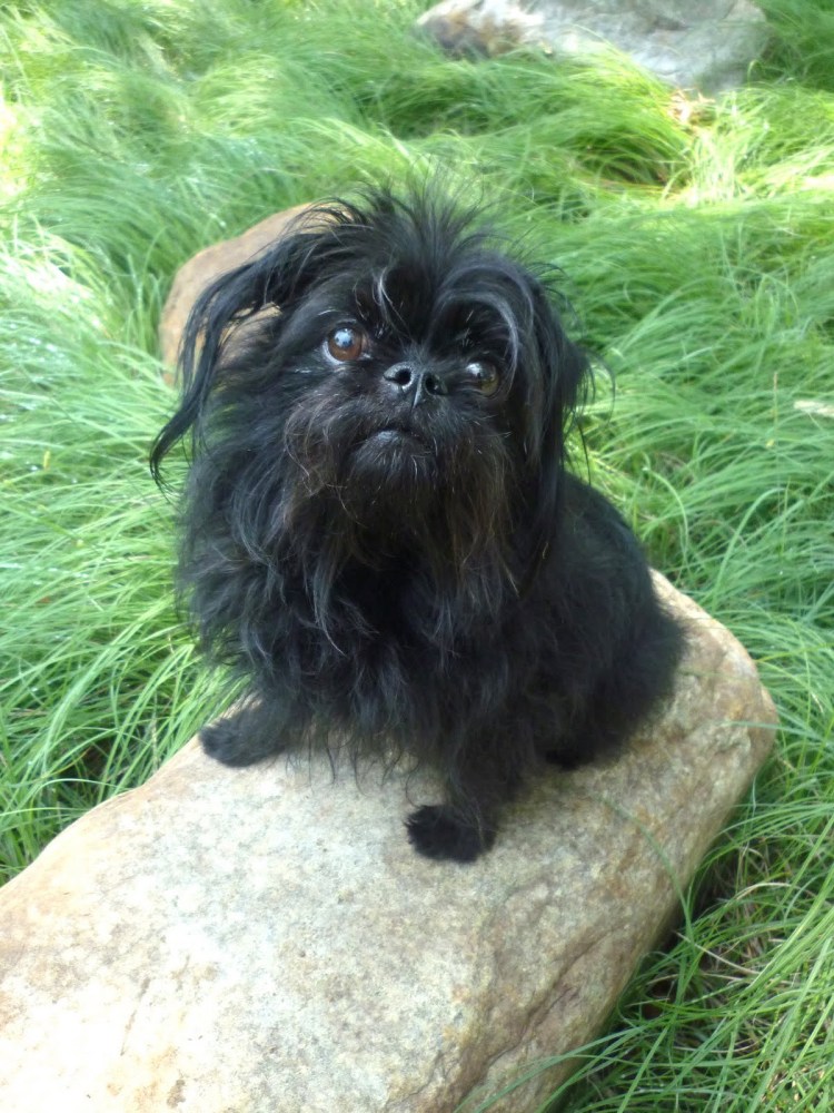 Griffon bruxellois черный