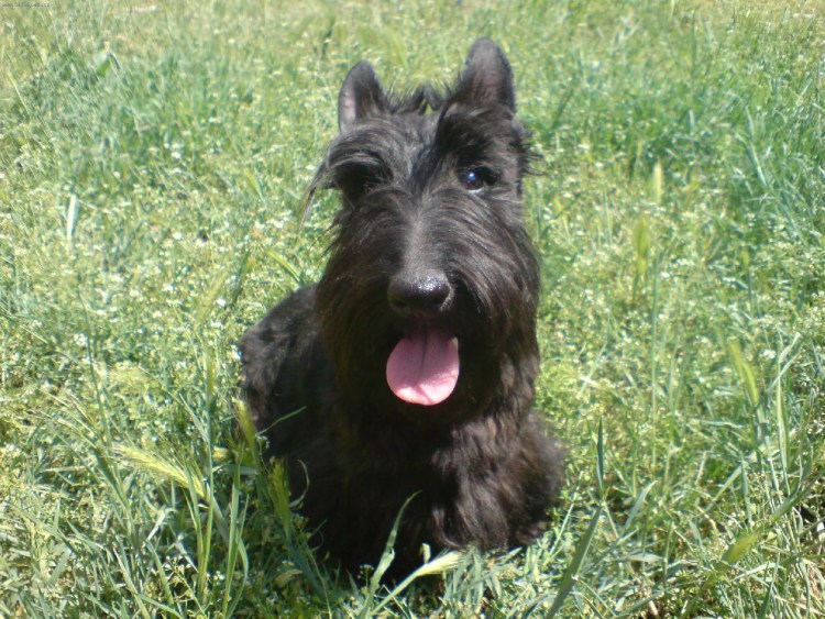 Брюссельский гриффон рыжий злой