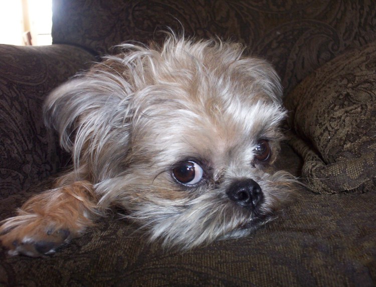 Собачка бельгийский гриффон